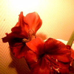 Sur le soleil de ma guitare